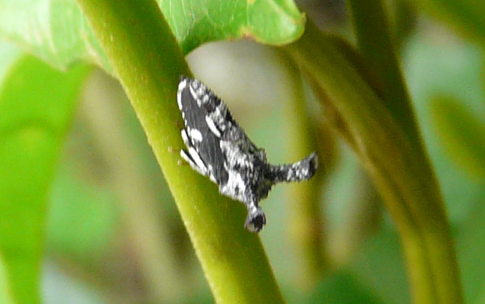 treehopper