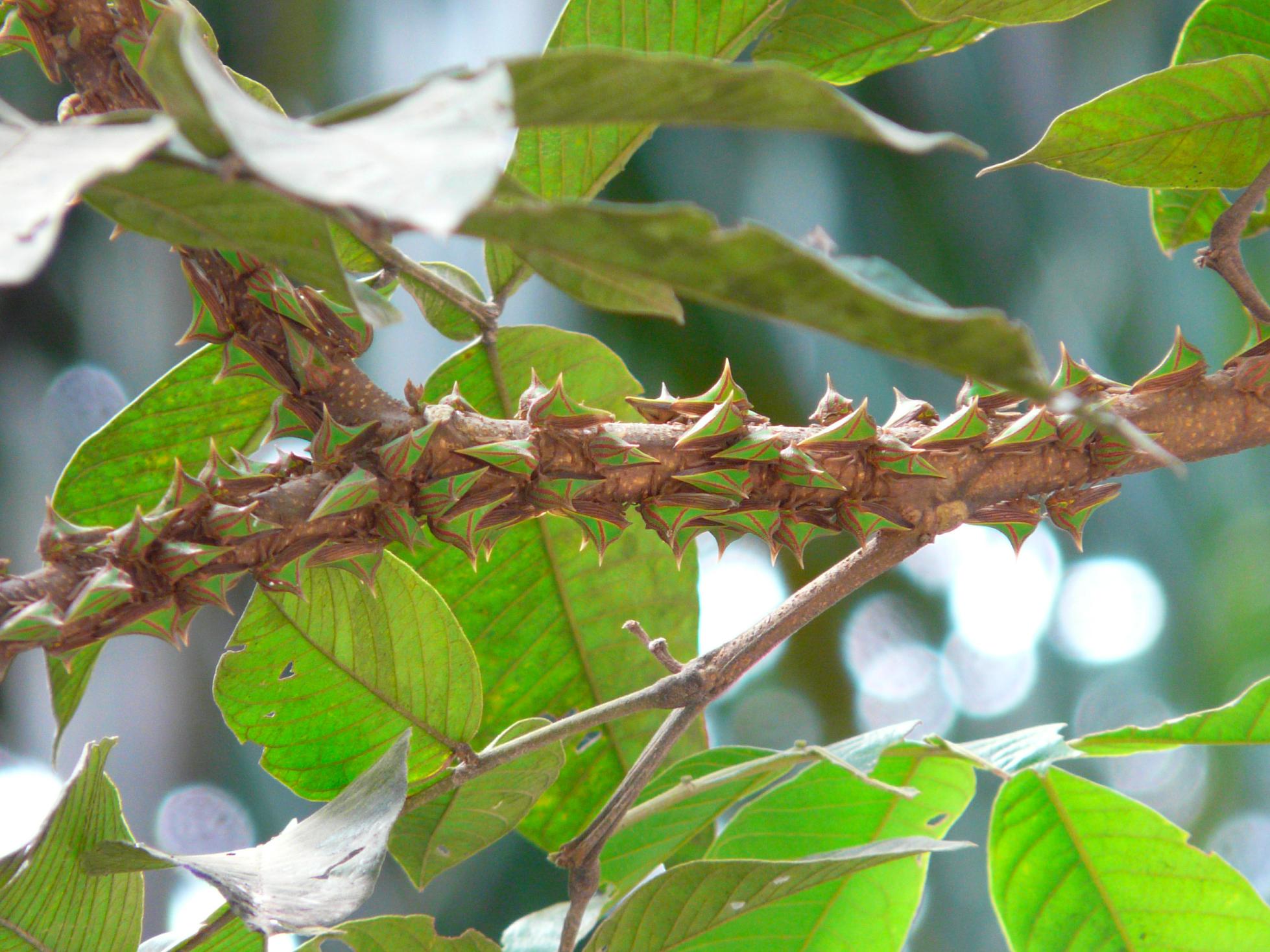 treehopper4