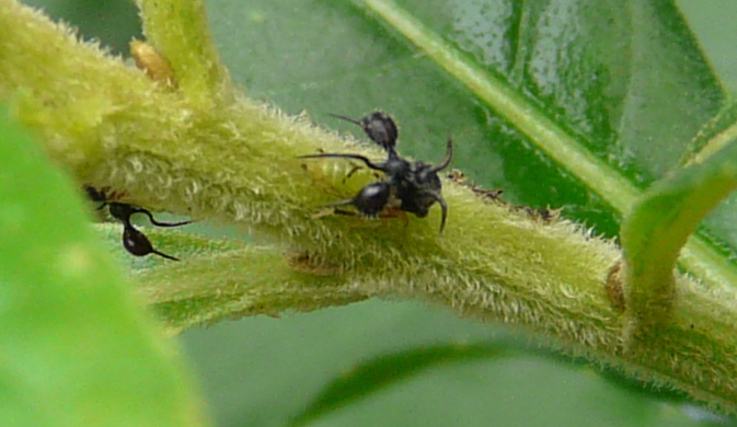 treehopper2