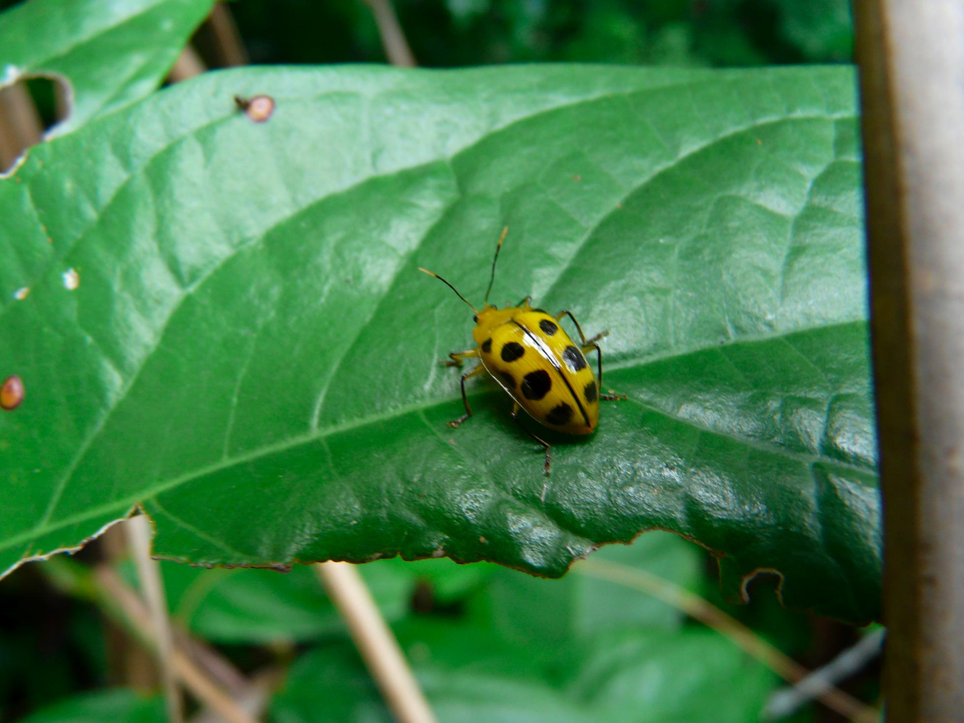 Leaf Beetle