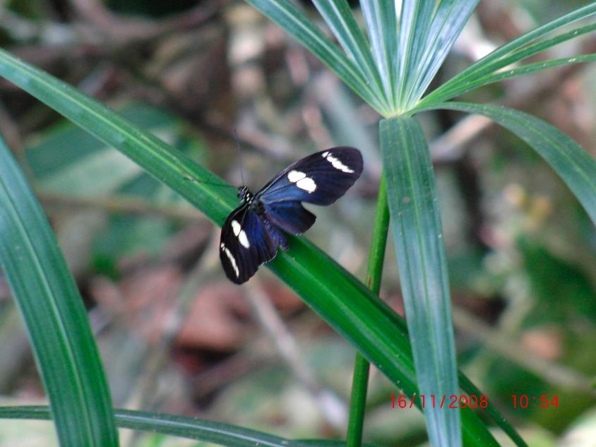 A Heliconid butterfly.