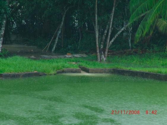 muddy stream into the pond