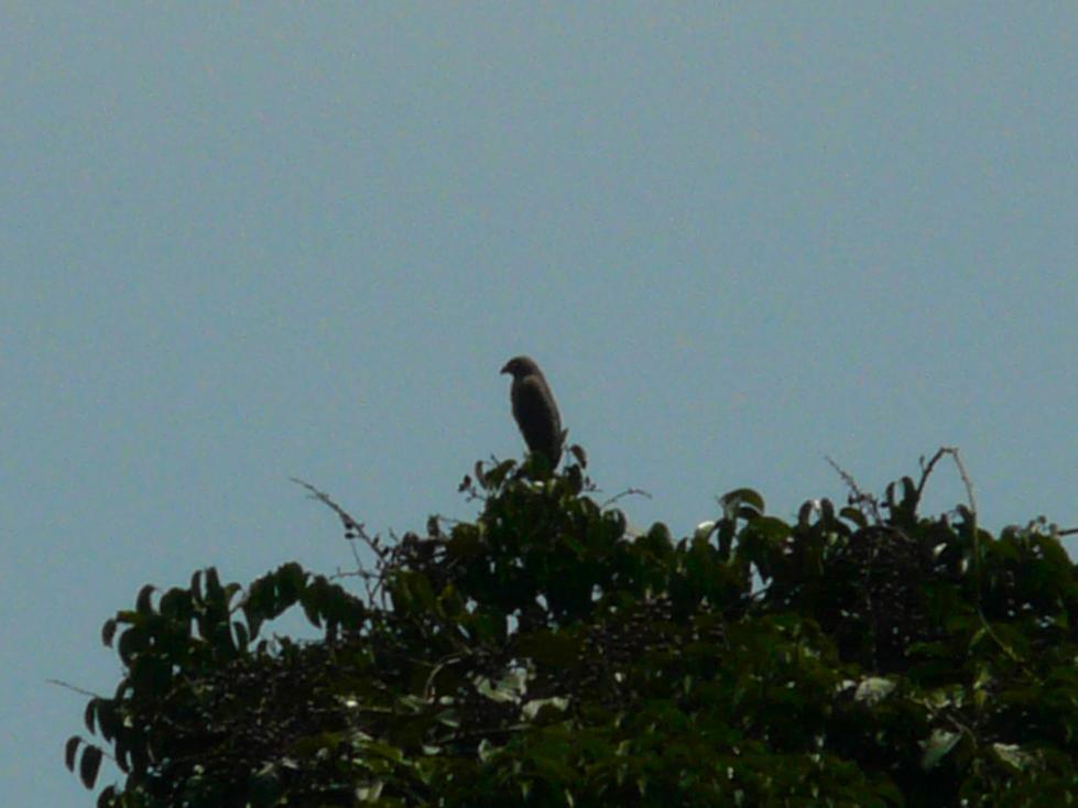 A hawk on a canopy