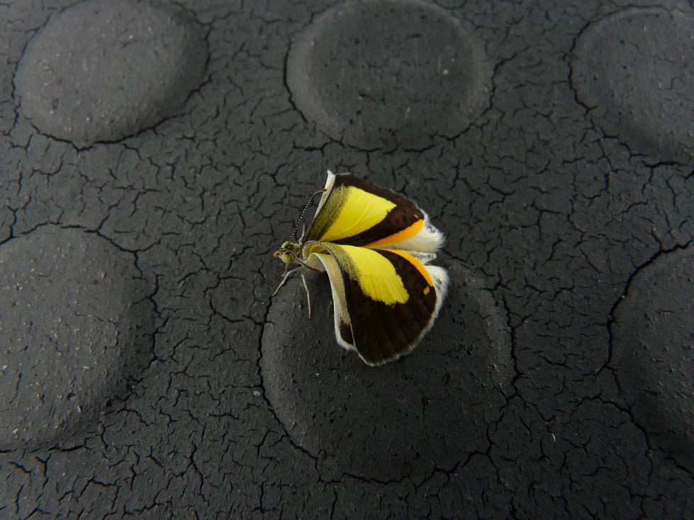 A newly-emerged gossamer-winged butterfly (Lycaenidae).