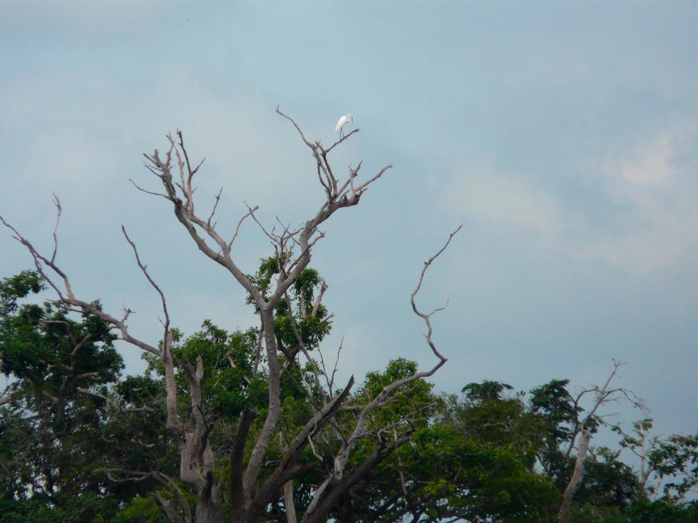 medium-sized heron