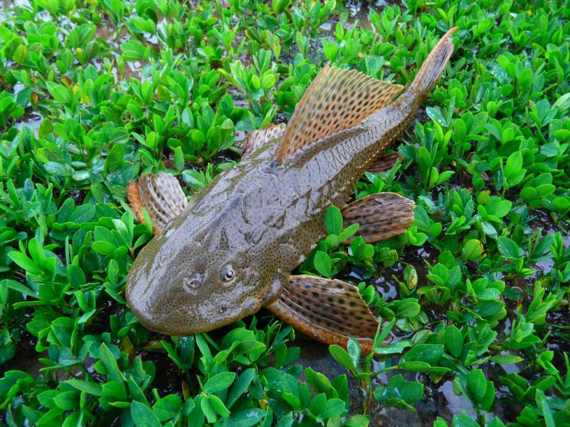 sucker catfish