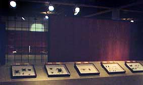 写真 館内部の標本展示室
