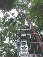 写真 ジャングルに建てた観察タワー
