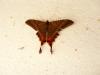 moth A