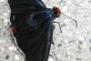 HESPERIIDAE