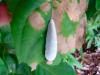 白い芋虫 白い芋虫